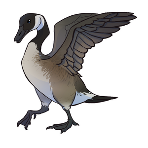 bernache du canada (2.5'')